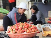 Mua sắm - Giá cả - Dâu tây Đà Lạt lên giá vì khan hiếm