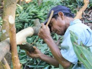 Mua sắm - Giá cả - Quảng Ngãi: Ngọt mùa quế cay
