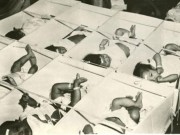 Tin tức - Những hình ảnh về Chiến dịch Không vận trẻ em 1975