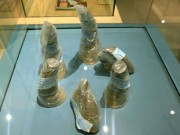 Tin tức - Cận cảnh sừng tê giác, thuốc kích dục trưng bày tại HN