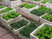 Tin tức - Cảnh báo nguy cơ rau tự trồng nhiễm độc