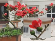 Nhà đẹp - Ngắm cây gạo “nhí” nở hoa khiến dân chơi bonsai mê mẩn