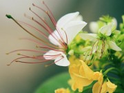 Tin tức - Cây hoa bún hai màu khoe sắc đầu hạ