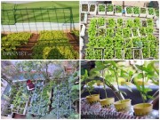Nhà đẹp - Rộ mốt "hô biến" ban công, sân thượng thành vườn rau của dân Thủ đô