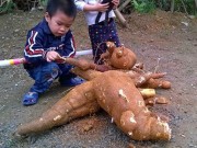 Nhà đẹp - Cắm cành làm hàng rào, 7 năm sau đào được củ sắn 30kg