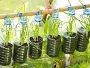 Nhà đẹp - Học trồng rau sạch đơn giản bằng vỏ chai nước ngọt