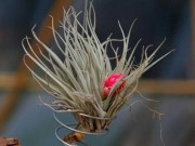 Nhà đẹp - Thu mát trồng cây thần kì chỉ sống nhờ không khí