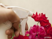 Nhà đẹp - Muối nở giúp hoa hồng khỏe mạnh, 'phọt' nhanh