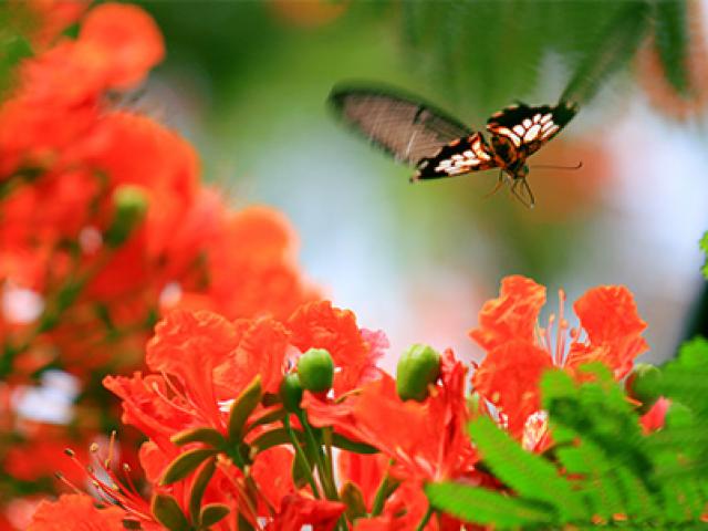 Đầu hè ngắm hoa phượng vĩ đỏ rực trời Thủ đô