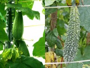 Nhà đẹp - Ông bố trẻ trồng rau sạch cho vợ ngắm, con xơi