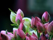 Tin tức - Hà Nội thơm lừng mùa sen nở