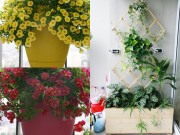 Nhà đẹp - Hà Nội: Vườn ban công bảy sắc ở tầng cao hút gió