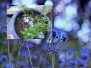 Nhà đẹp - Nàng trồng hoa 'Xin đừng quên em' mong tình yêu chung thủy