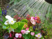 Nhà đẹp - Tưới cây bằng nước hoa quả, tại sao không?