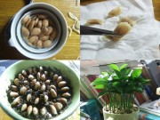 Nhà đẹp - 7 bước trồng chậu chanh cảnh cực đẹp cho nhà