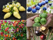 Nhà đẹp - Những nông sản lạ tự trồng “đốn tim” dân Thủ đô