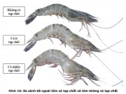 Làm mẹ - Chiêu nhận biết tôm, bò, gà bơm hoá chất, tránh mua cho con