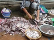 Tin tức - Vụ cá ươn, cá thối bán tại chợ đầu mối: Bộ Y tế vào cuộc