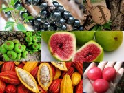 Nhà đẹp - Khi cây thích “chơi trội” đẻ ra quả từ... thân