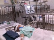 Tin tức - Các gia đình nuôi lợn dễ bị bệnh viêm não Nhật Bản?