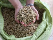 Mua sắm - Giá cả - "Ôm lỗ" vì trữ cà phê chờ lên giá