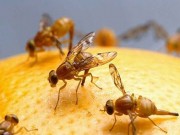 Nhà đẹp - Mẹo tự nhiên đuổi ruồi giấm tránh xa hoa quả trong nhà