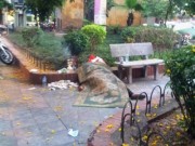 Tin tức - Hà Nội: Một phụ nữ tử vong dưới trời nắng nóng