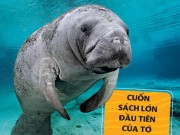 Làm mẹ - Cuốn sách lớn đầu tiên của tớ - bộ sách cực hay cho thiếu nhi