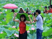 Tin tức - Mướt mồ hôi chụp ảnh sen trong thời tiết nắng nóng