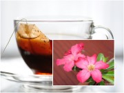 Nhà đẹp - Cây nở hoa rực rỡ nhờ tưới bã trà túi lọc