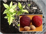 Nhà đẹp - Thanh mai trồng chậu tự lớn, chẳng cần chăm