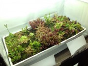 Nhà đẹp - Chị em mê mẩn cây bắt ruồi diệt gọn mọi côn trùng