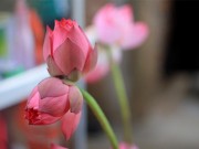 Tin tức - Quý hiếm những bông sen Tịnh Đế