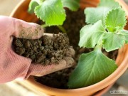 Nhà đẹp - Hướng dẫn trồng cây gia vị đơn giản cho gia đình