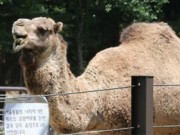 Tin tức - Lạc đà ở vườn thú Seoul bị cách ly để kiểm tra MERS