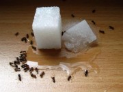 Nhà đẹp - Chanh đuổi kiến, giảm đau, thơm tủ lạnh