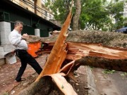 Tin tức - Giông lốc 2 người chết, gần 1.300 cây đổ: HN họp khẩn