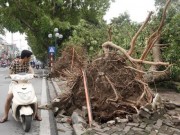 Tin tức - Giông lốc đổ 1.300 cây: Hà Nội trồng cây không phù hợp?
