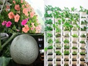 Nhà đẹp - HN: Mẹ chi 3 triệu trồng tháp rau sạch 10 tầng cho con