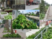 Nhà đẹp - Khi dân Hà thành ra phố... trồng rau