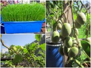 Nhà đẹp - TP.HCM: Trồng rau sạch tại nhà từ rau thừa, phân cá