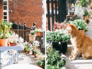 Nhà đẹp - Bí quyết trồng vườn ban công tốn ít tiền của cô luật sư trẻ