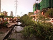 Tin tức - Hà Nội lên phương án ứng phó cây đổ khi mưa bão