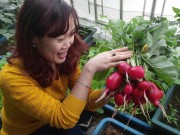 Nhà đẹp - Mẹ bận kinh doanh vẫn trồng rau sạch cho chồng con xơi