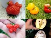 Nhà đẹp - Quả hình dáng lạ: dâu tây hình con gà, cà chua hình con vịt
