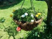 Nhà đẹp - Mách nhỏ cách trồng và chăm hoa mười giờ nở đẹp, sai hoa