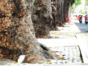 Tin tức - TPHCM: Cắt điện nước 10 ngày để bứng 2 cây cổ thụ