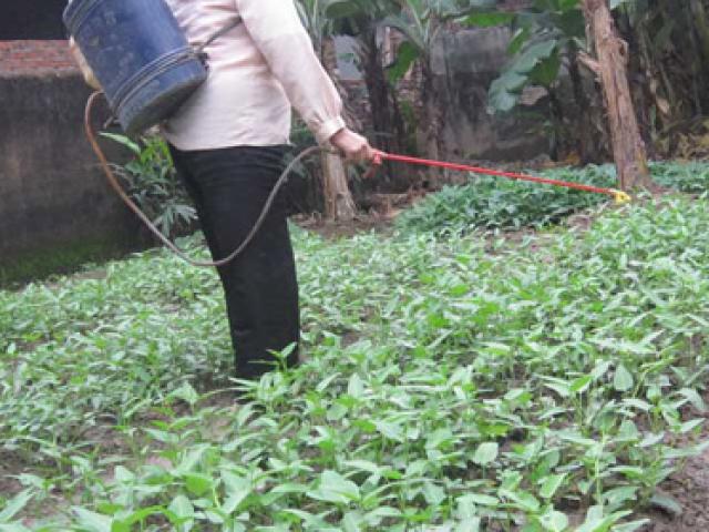 Ăn nhầm luống rau để bán