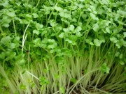 Nhà đẹp - Mẹ Lào Cai trồng rau mầm kín bậu cửa sổ cho chồng con
