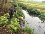 Tin tức - Rùng rợn rau muống "tắm" nước đen trước giờ xuống chợ